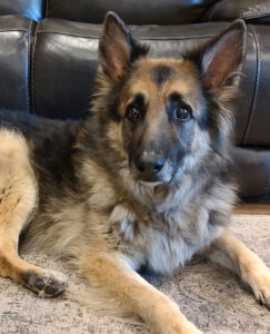 saying goodbye to dog