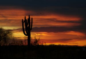 Cactus silhouette against sunset sky of the bet Arizona Cities