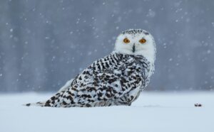 snowbird owl in the snow looking at the camera.