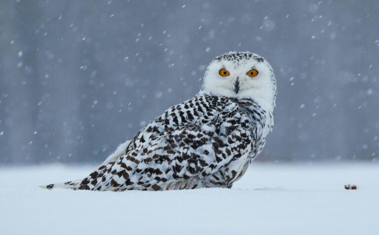snowbird owl in the snow looking at the camera.